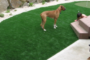 How To Use Artificial Turf In San Diego
