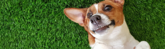 ▷Ways To Clean Up Pet Mess On Artificial Turf In San Diego