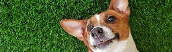 ▷7 Things To Know Before You Buy Artificial Turf For Pets In San Diego