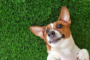 7 Things To Know Before You Buy Artificial Turf For Pets In San Diego