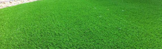 ▷3 Tips To Protect Your Artificial Grass Lawn From Pets In San Diego